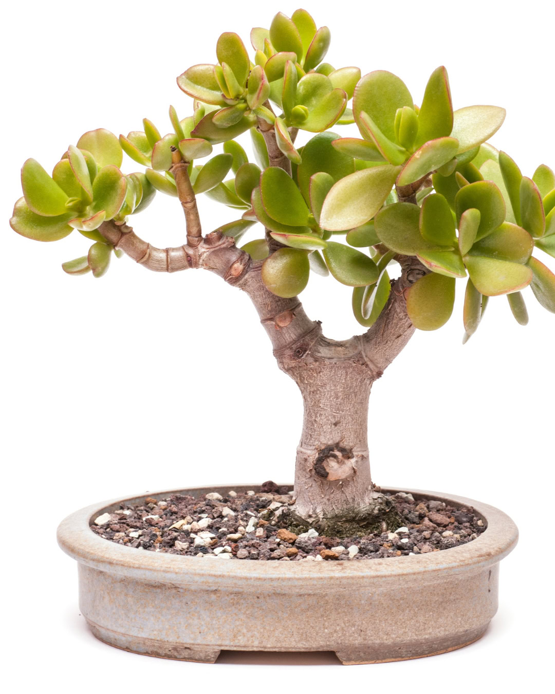 Planta de jade: Una suculenta con aspecto de bonsái.