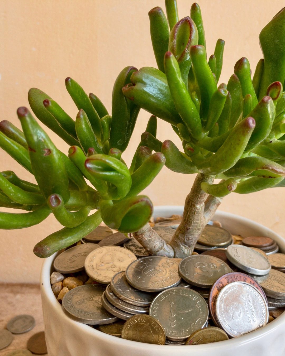 La Planta de jade tiene un significado de prosperidad y abundancia. Es común llenar la maceta con monedas con el objetivo de atraer riqueza.