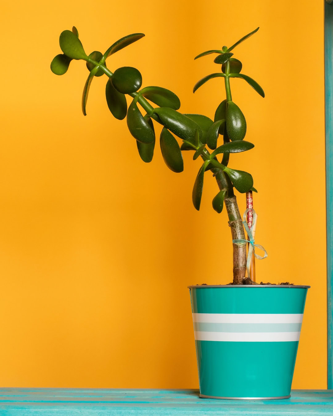 Planta de jade etiolada con hojas caídas.