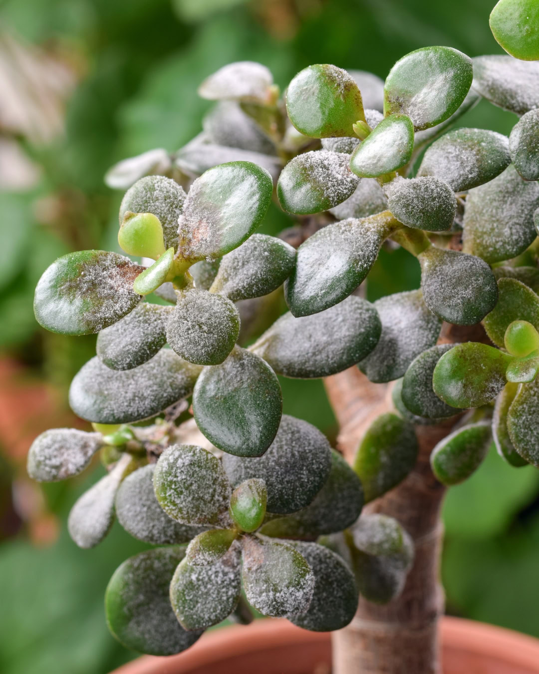 Planta-jade infectada com oídio.