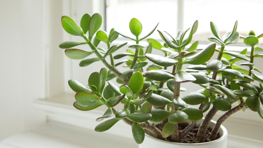 Planta-jade (Crassula ovata)
