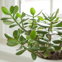 Início 3 Planta-jade (Crassula ovata)