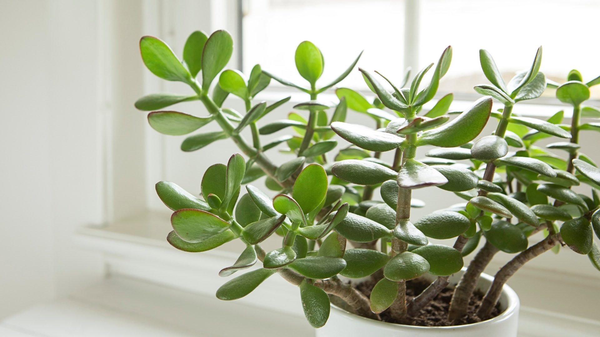 Planta-jade (Crassula ovata)
