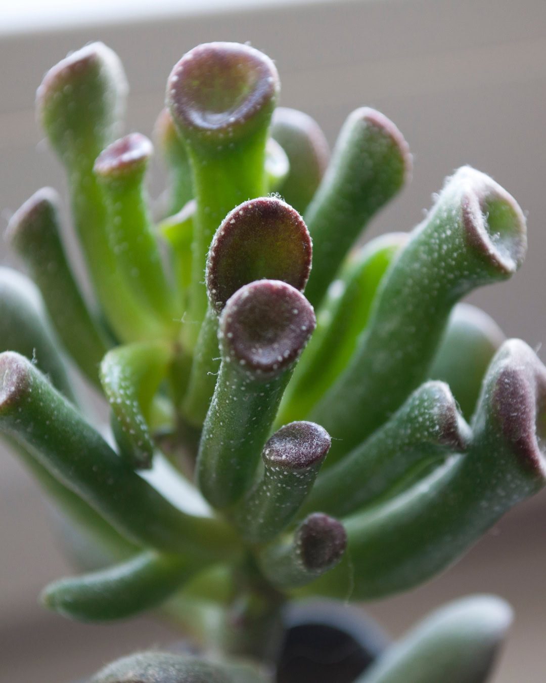 Repare nos pontinhos brancos nas bordas das folhas (Crassula ovata Gollun).