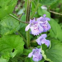 Glechoma hederacea subsp grandis 200705