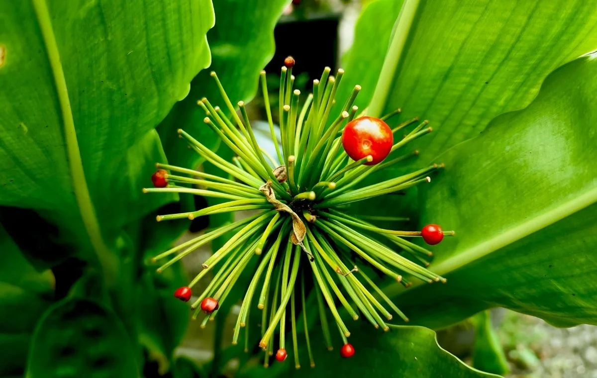 Lírio-sangu-salmão - Scadoxus multiflorus 3 Scadoxus multiflorus Estrela-de-natal Lírio sangu salmão frutos