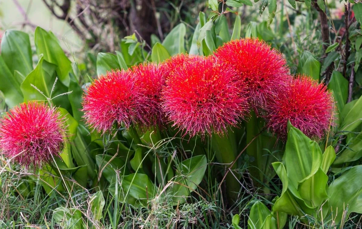 Lírio-sangu-salmão - Scadoxus multiflorus 2 Scadoxus multiflorus Estrela-de-natal Lírio sangu salmão canteiro