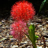 Plantas de A a Z por Nome Popular 34 Scadoxus multiflorus Estrela-de-natal Lírio sangu salmão