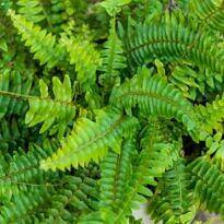 Samambaia americana - Nephrolepis exaltata