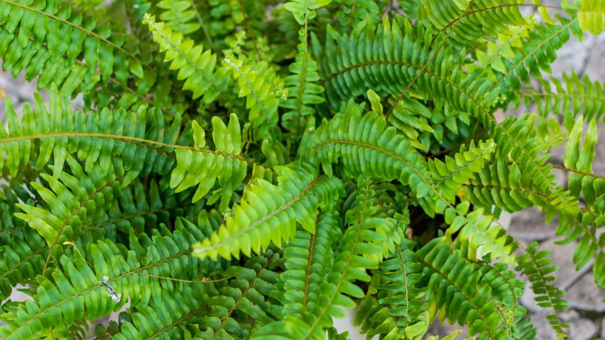 Samambaia americana - Nephrolepis exaltata