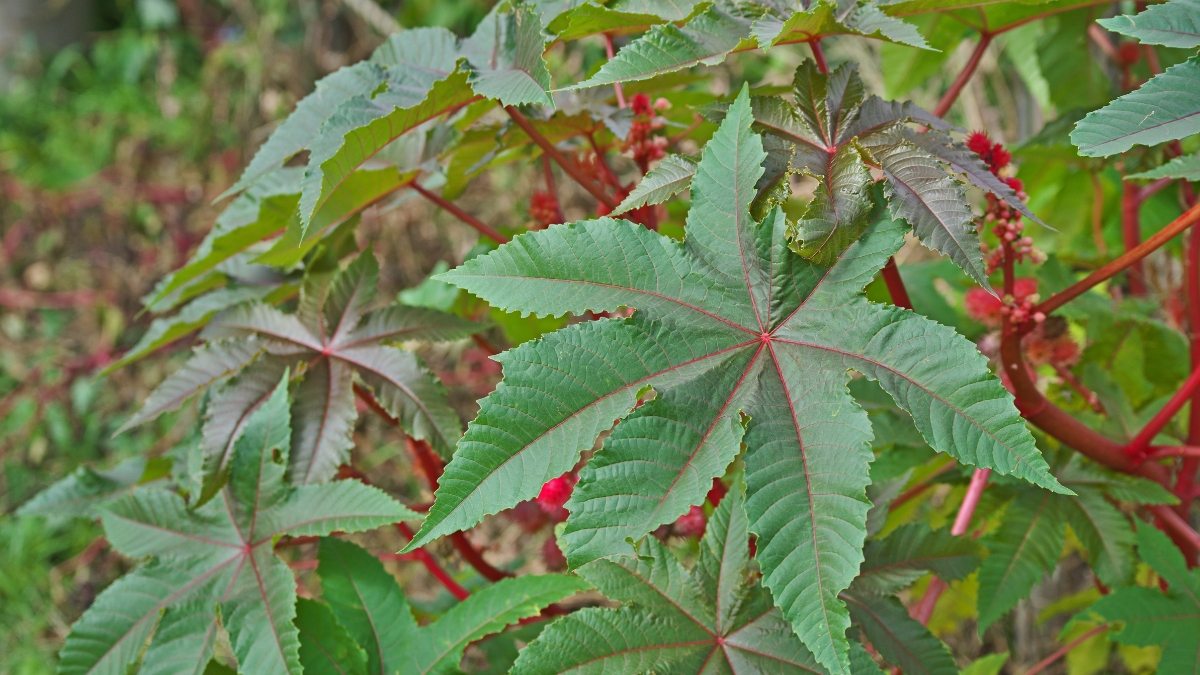 Mamona - Ricinus communis