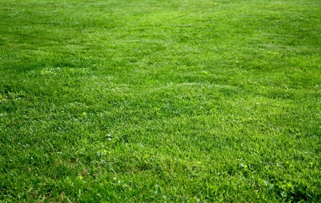 Grama-azul - Poa pratensis.
