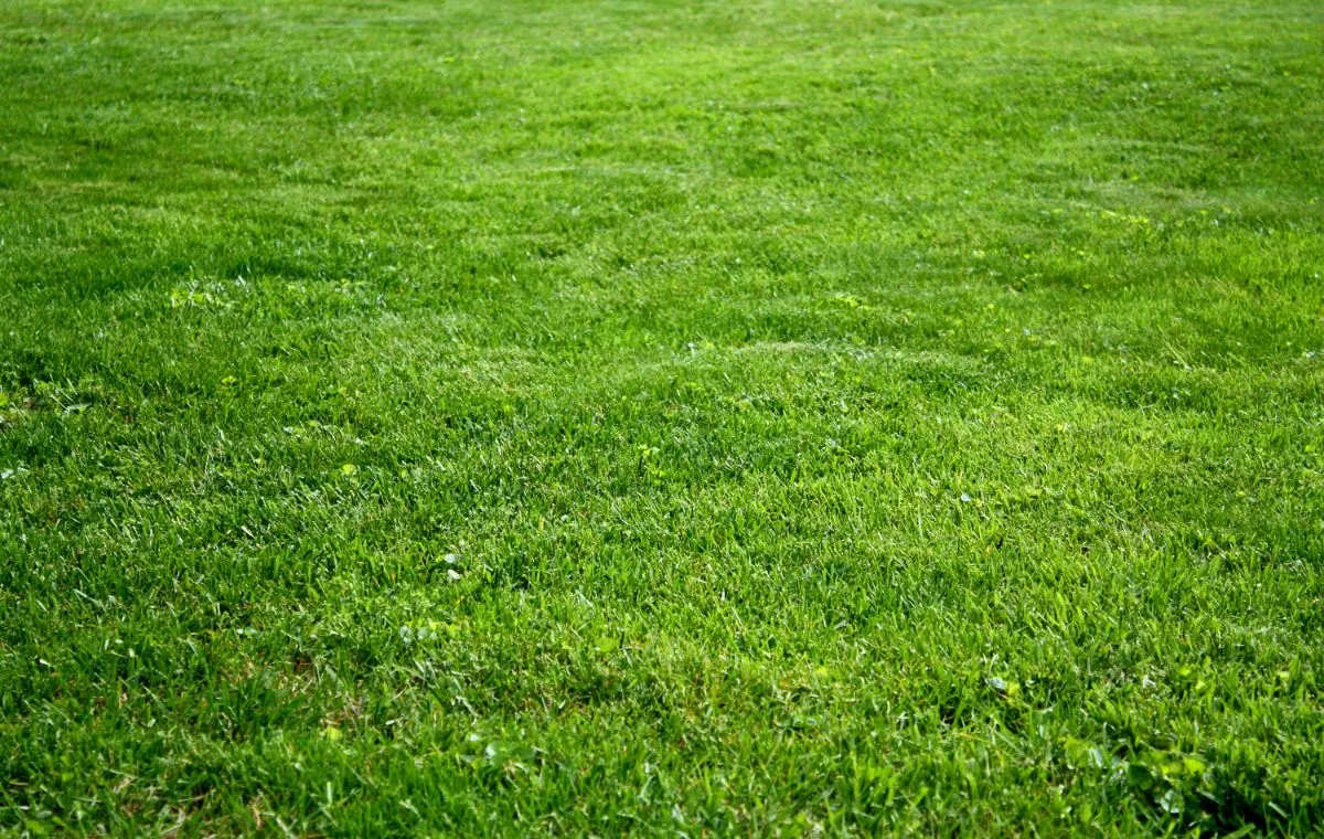 Grama-azul - Poa pratensis.