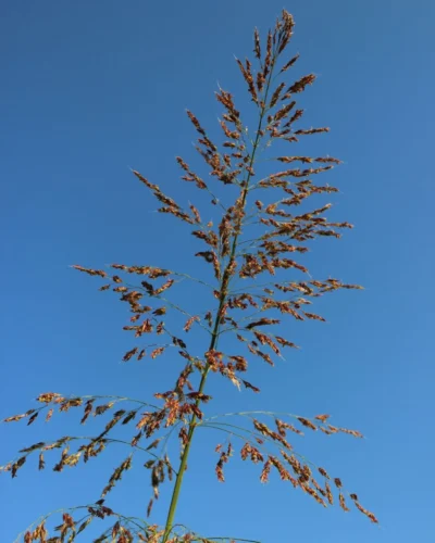 Poa pratensis - Grama-azul Poa pratensis - Grama-azul Inflorescência
