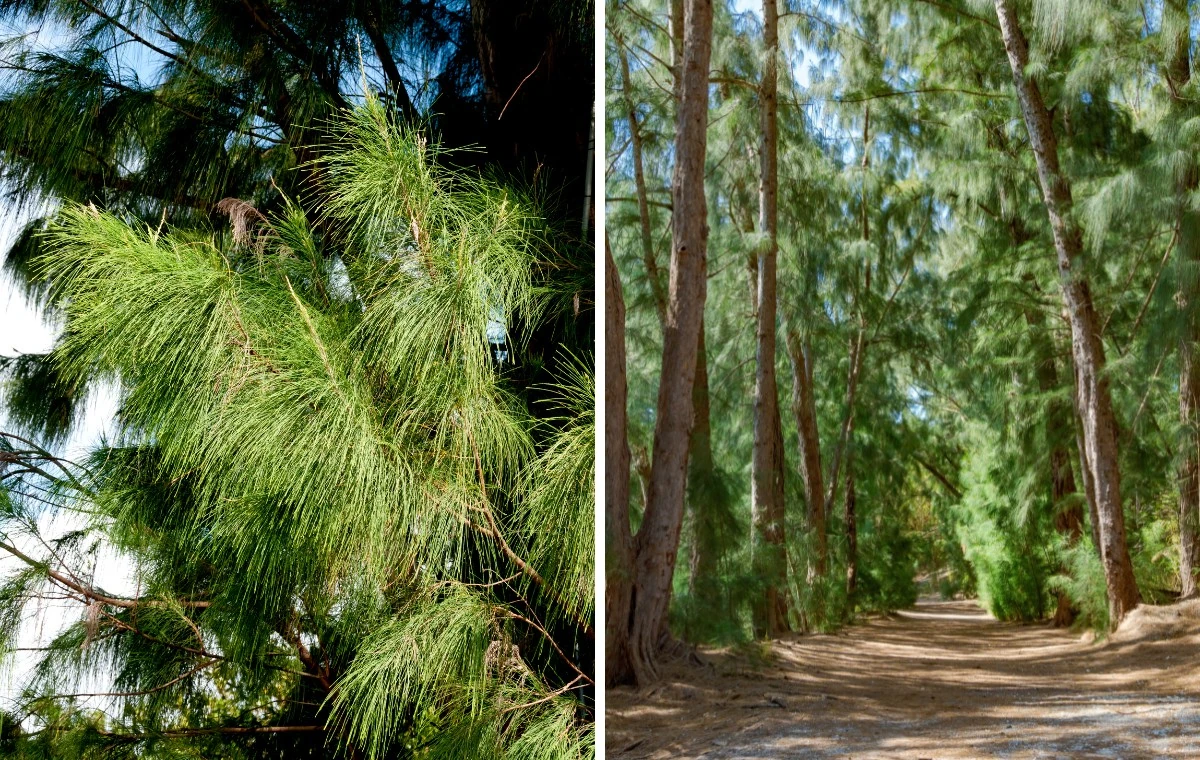 Casuarina - Casuarina equisetifolia 1 Casuarina equisetifolia