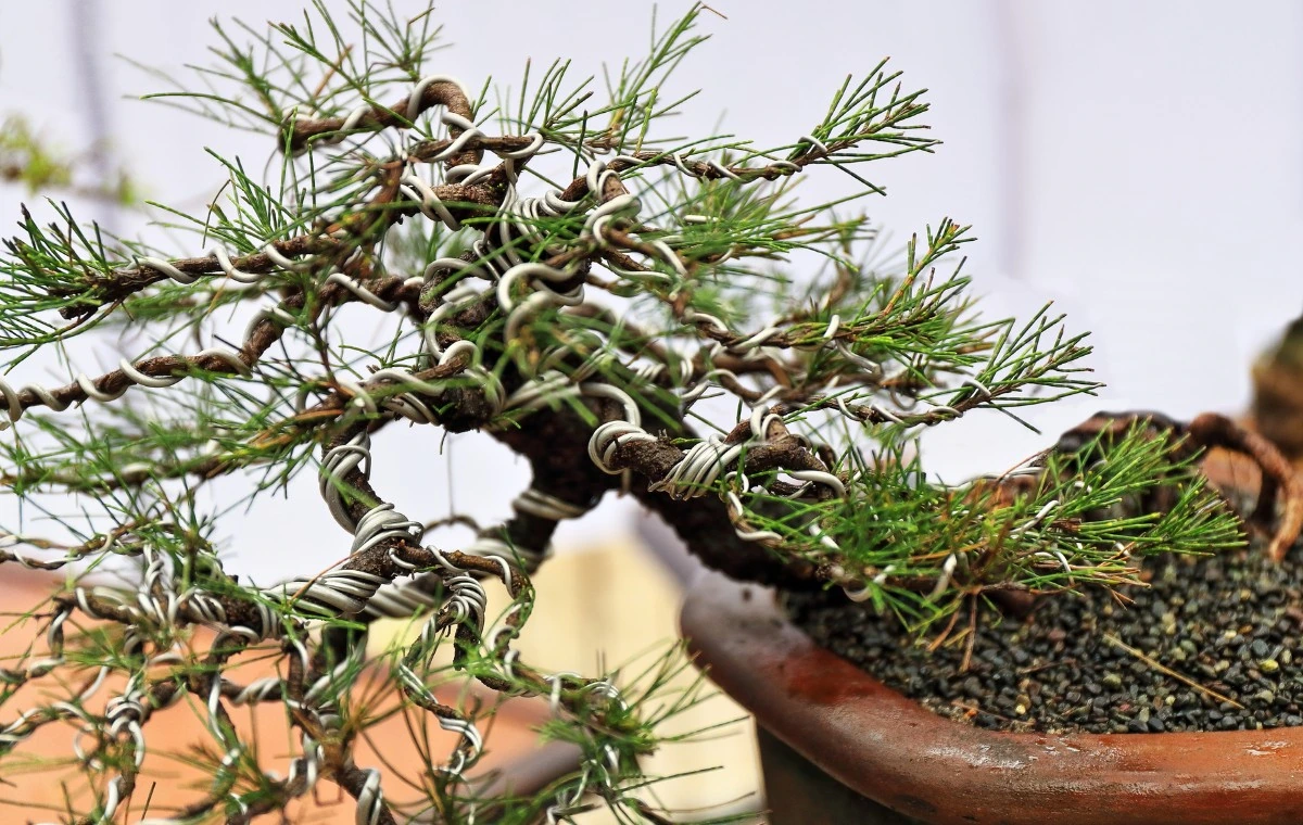 Casuarina - Casuarina equisetifolia 3 Casuarina equisetifolia Bonsai