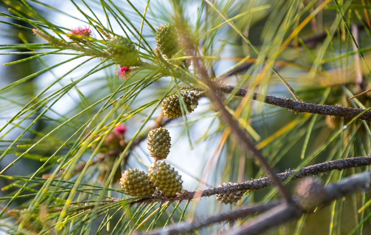 Casuarina - Casuarina equisetifolia 2 Casuarina equisetifolia frutos