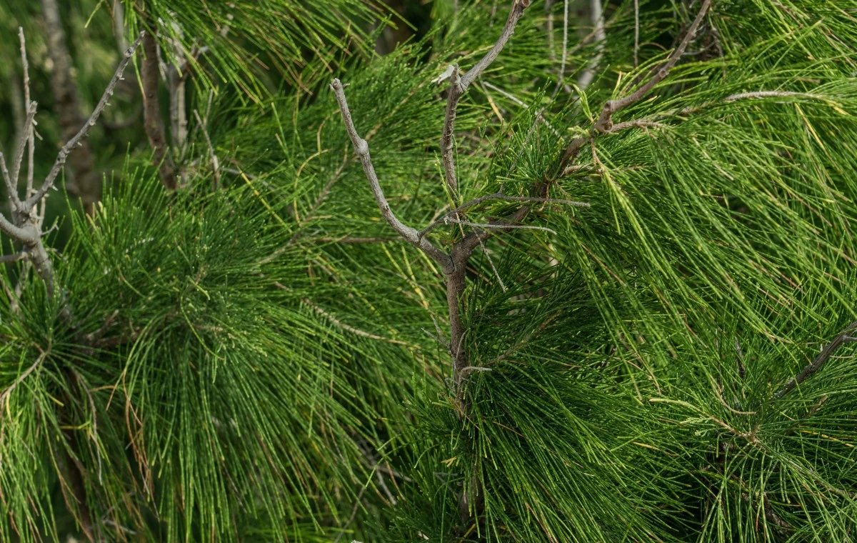 Casuarina - Casuarina equisetifolia 4 Casuarina equisetifolia
