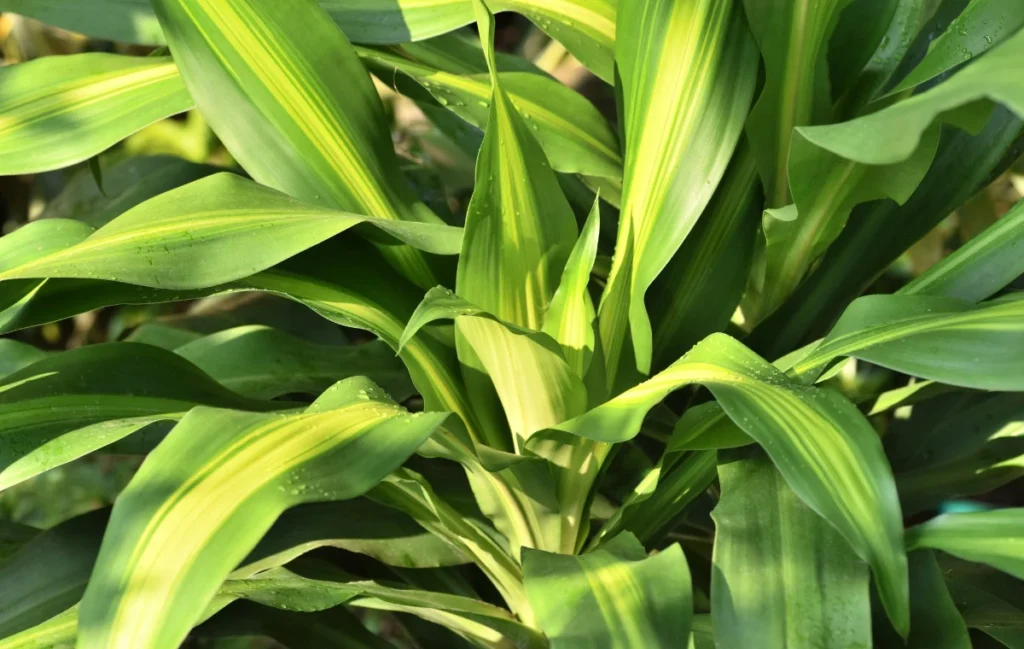 Pau-d'água (Dracaena fragrans. Folhas.