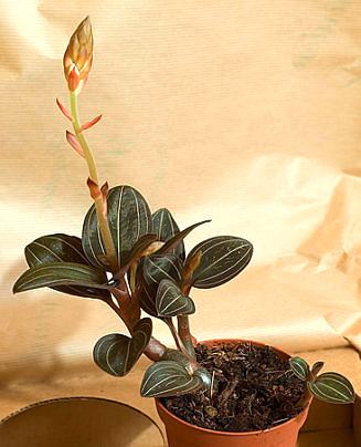 ludisia discolor