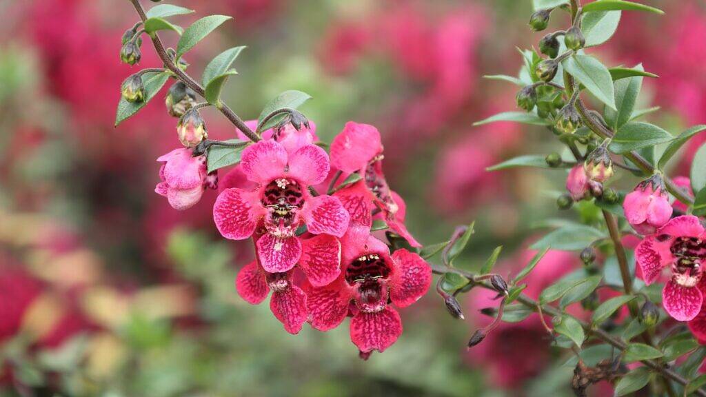 Angelonia angustifolia