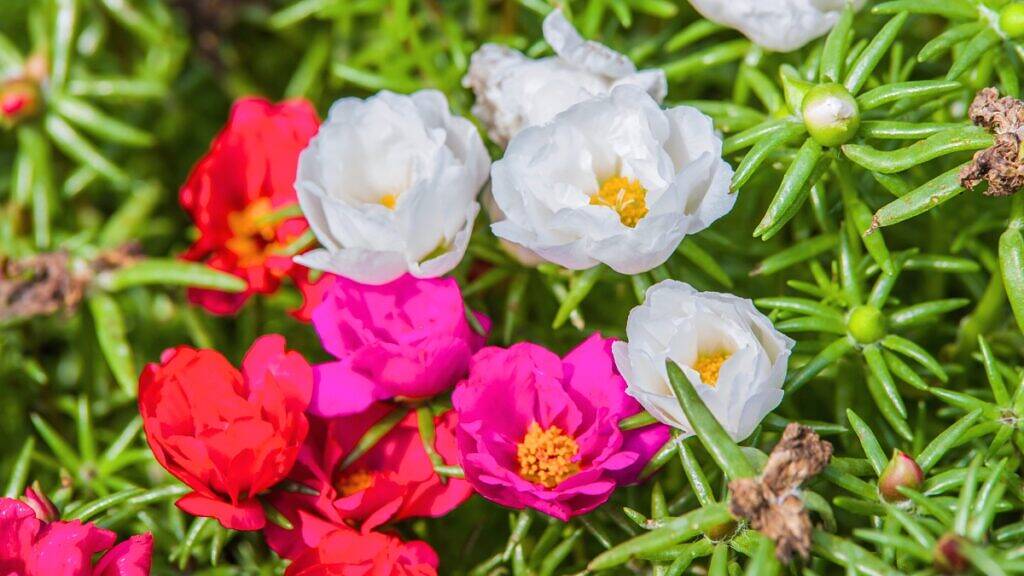 Onze-horas - Portulaca grandiflora