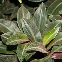 siderasis fuscata