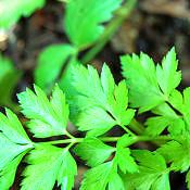 24 hortaliças para plantar no Outono 25 Petroselinum crispum