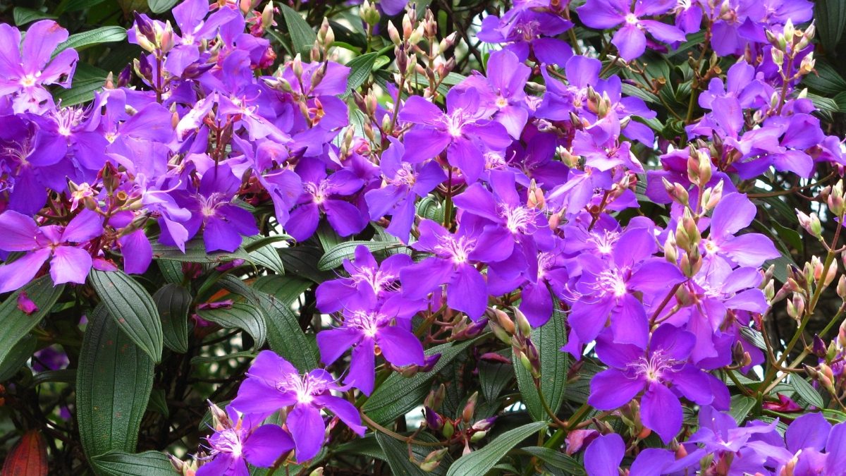 Quaresmeira - Pleroma granulosum