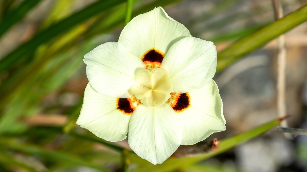 Moréia-bicolor - Dietes bicolor