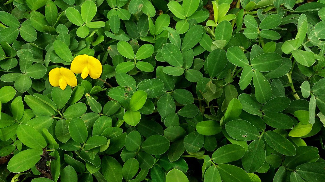 Grama amendoim - Arachis repens