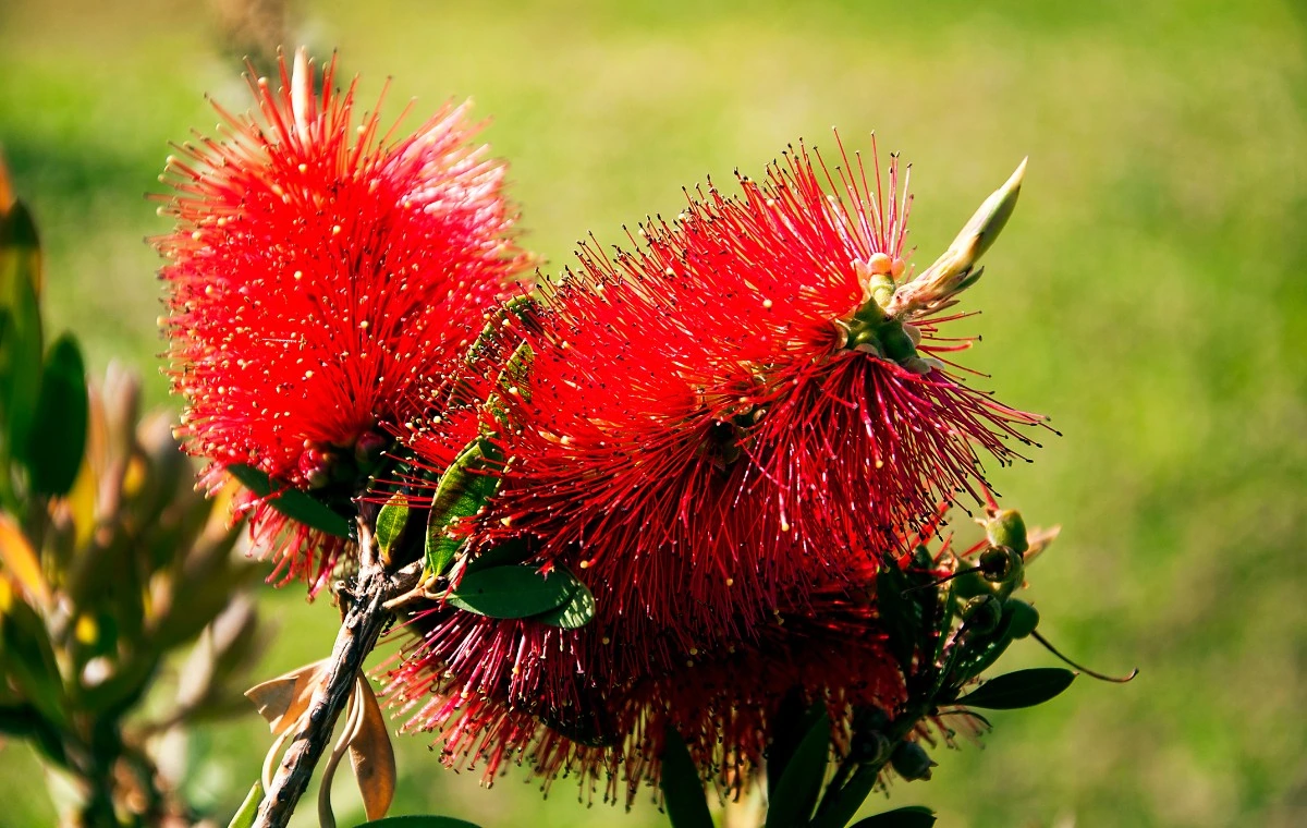 Escova-de-garrafa -Callistemon