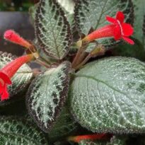 Episcia cupreata