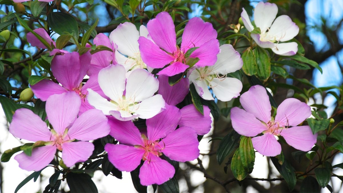 MAnacá-da-serra Pleroma mutabilide, Tibouchina mutabilis