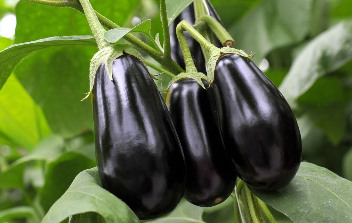Berinjela - Solanum melongeana