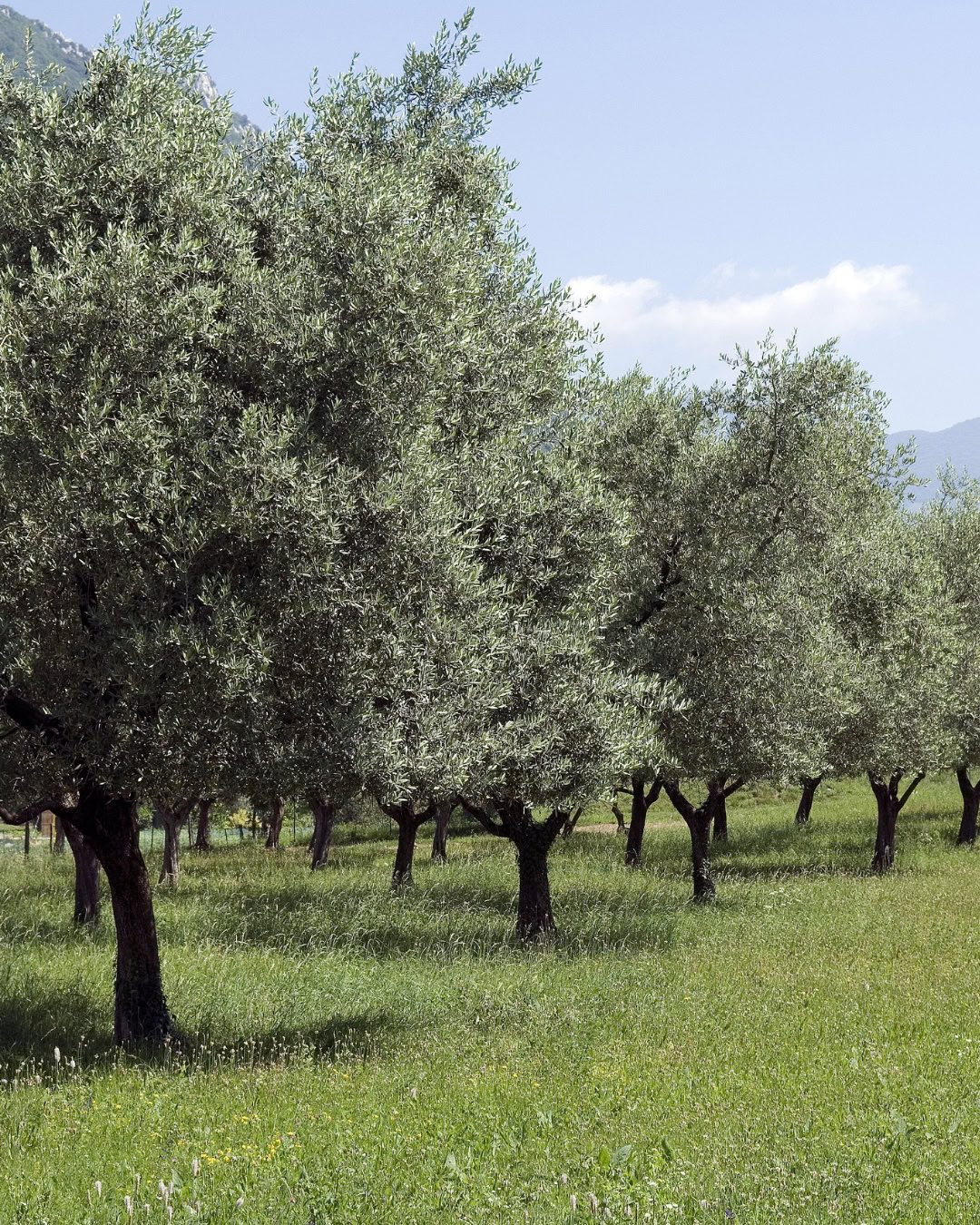 Olivar