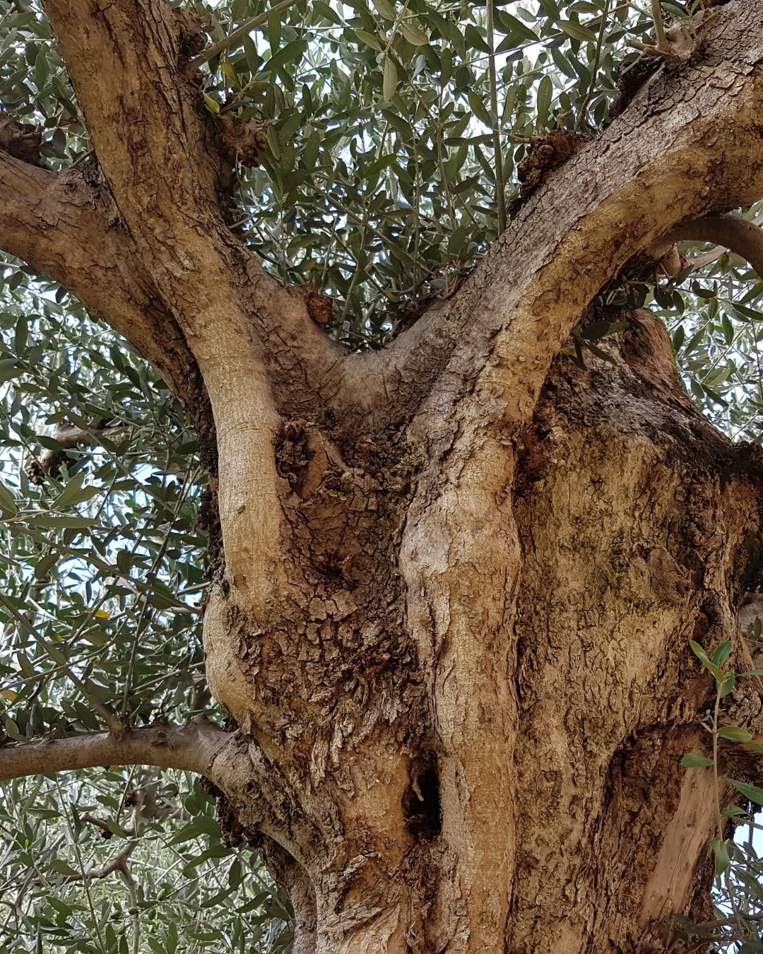 Cuanto más antiguo es el tronco, más escultural es el olivo.