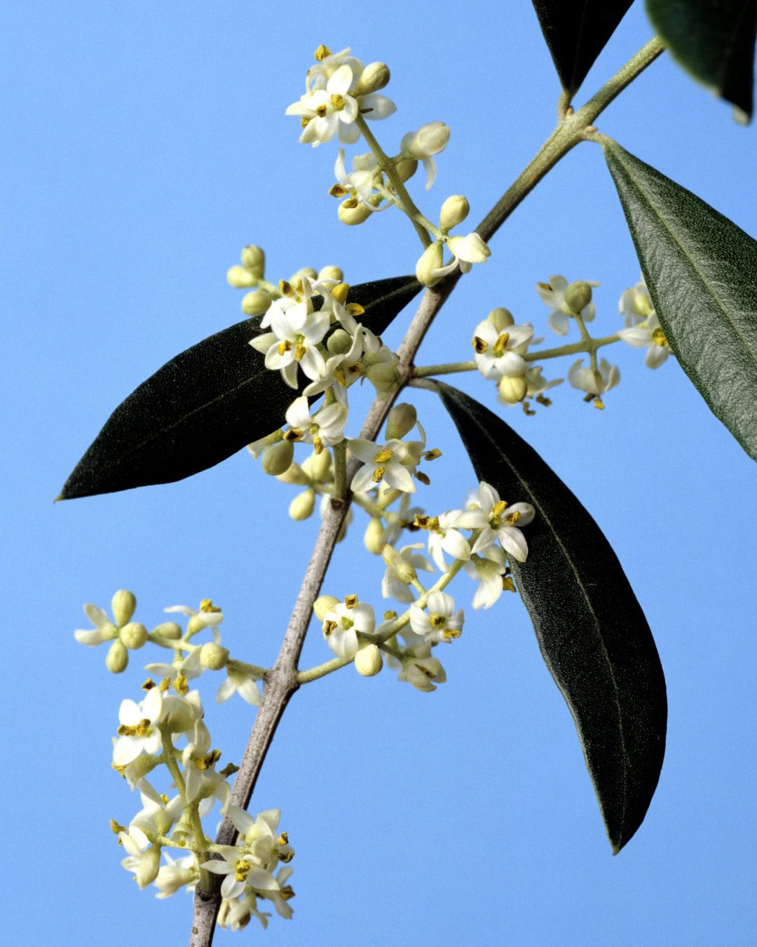 Detalle de las flores del olivo