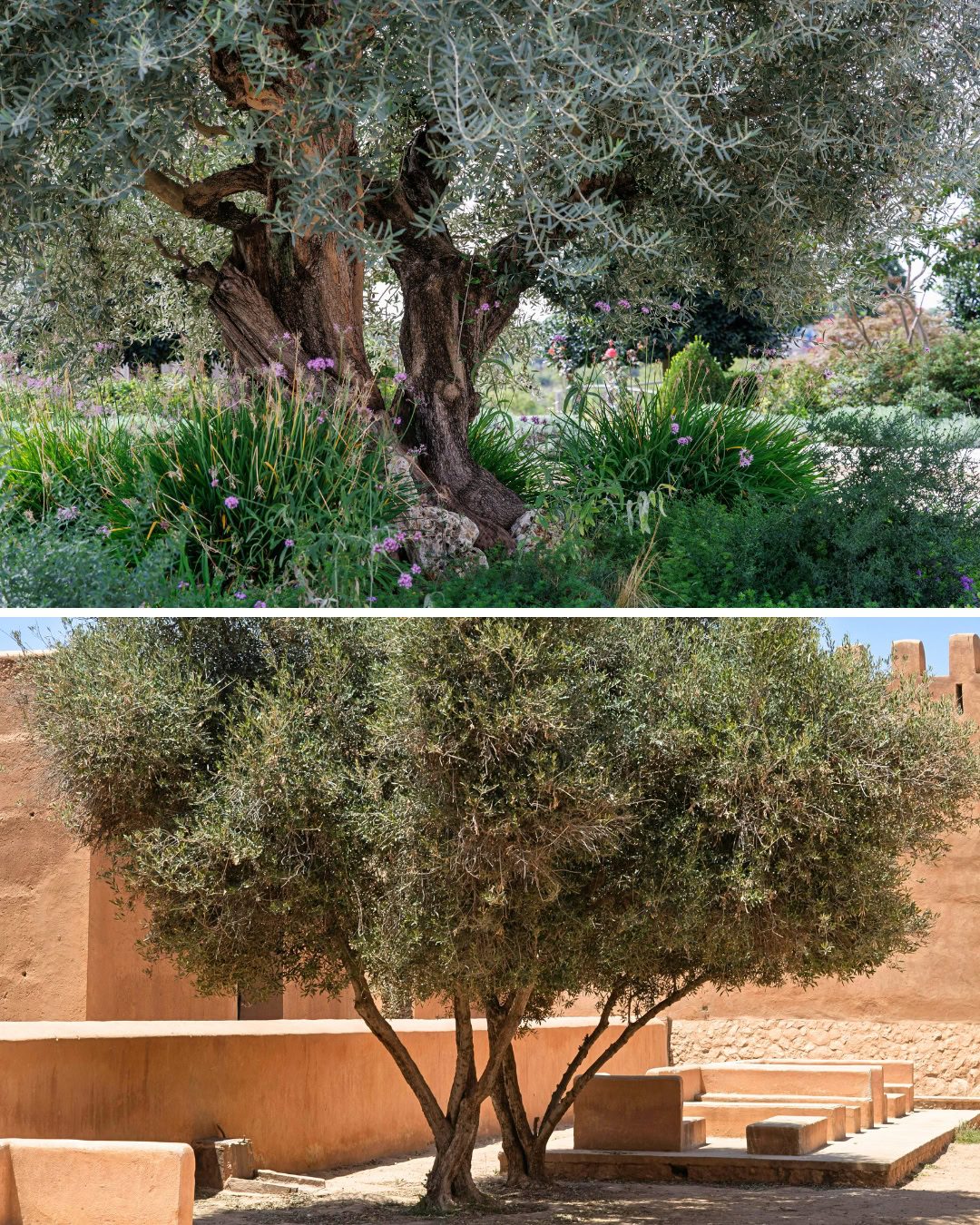 El olivo es muy versátil y se adapta a distintos estilos de paisajismo.