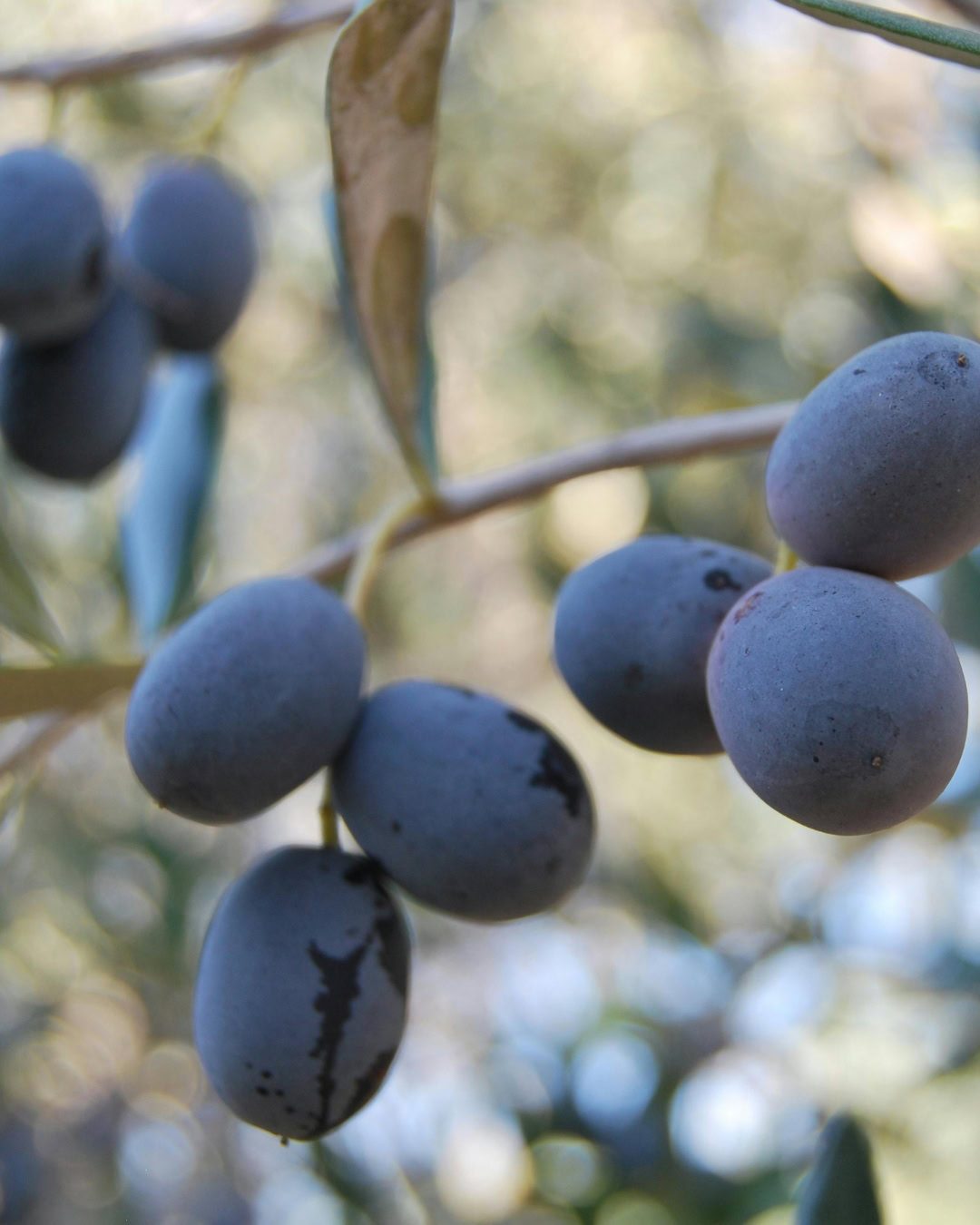 Frutos maduros.