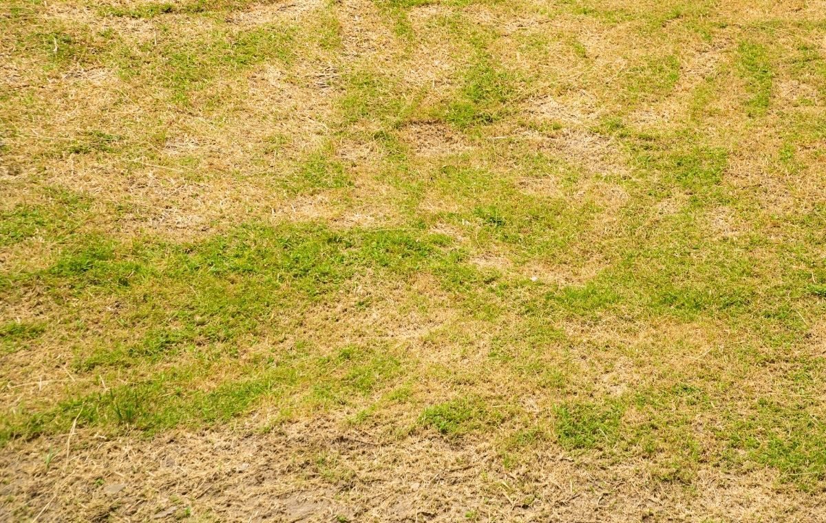 Cuidados com o gramado no verão 7 Manchas de Rhizoctonia
