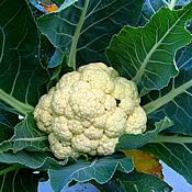 24 hortaliças para plantar no Outono 13 couve flor