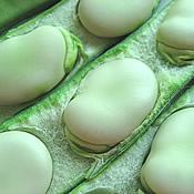 24 hortaliças para plantar no Outono 18 fava de sevilha