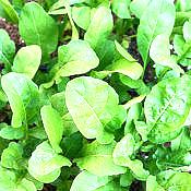 24 hortaliças para plantar no Outono 24 rucula eruca sativa