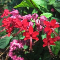 clerodendrum speciosum flor