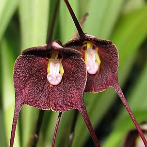 Orquídea-macaco - Dracula sp 3 Dracula benedicti