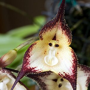 Orquídea-macaco - Dracula sp 6 Dracula cordobae