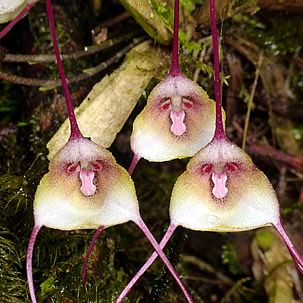 Orquídea-macaco - Dracula sp 5 Dracula