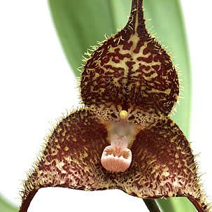 Orquídea-macaco - Dracula sp 4 Dracula chiroptera