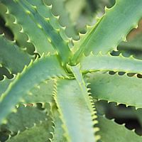 22 Plantas do Jardim da Vovó 22 babosa